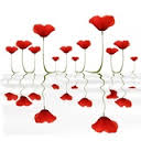 coquelicot-eau
